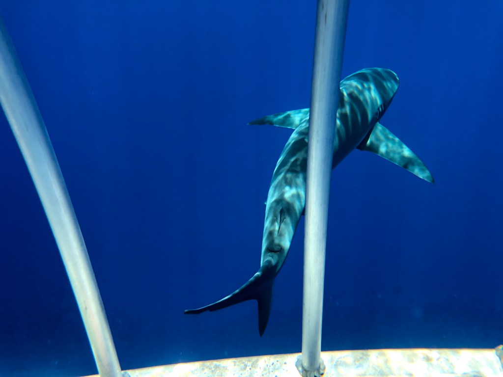Caged galapagos shark diving with North Shore Shark Adventures on the island of Oahu